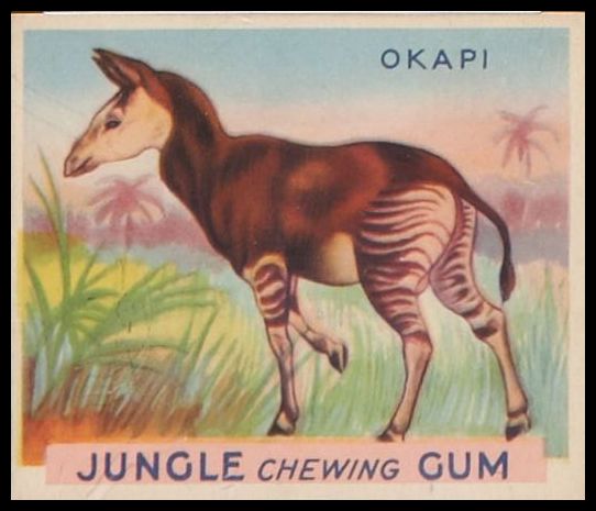 47 Okapi